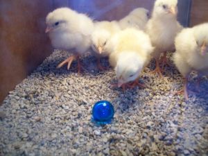 Latino American - Blue Marbles - 49