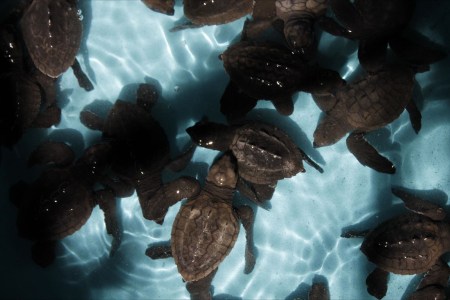 ViVAZUL-El Salvador - 200,000 eggs & 170,000 baby turtles